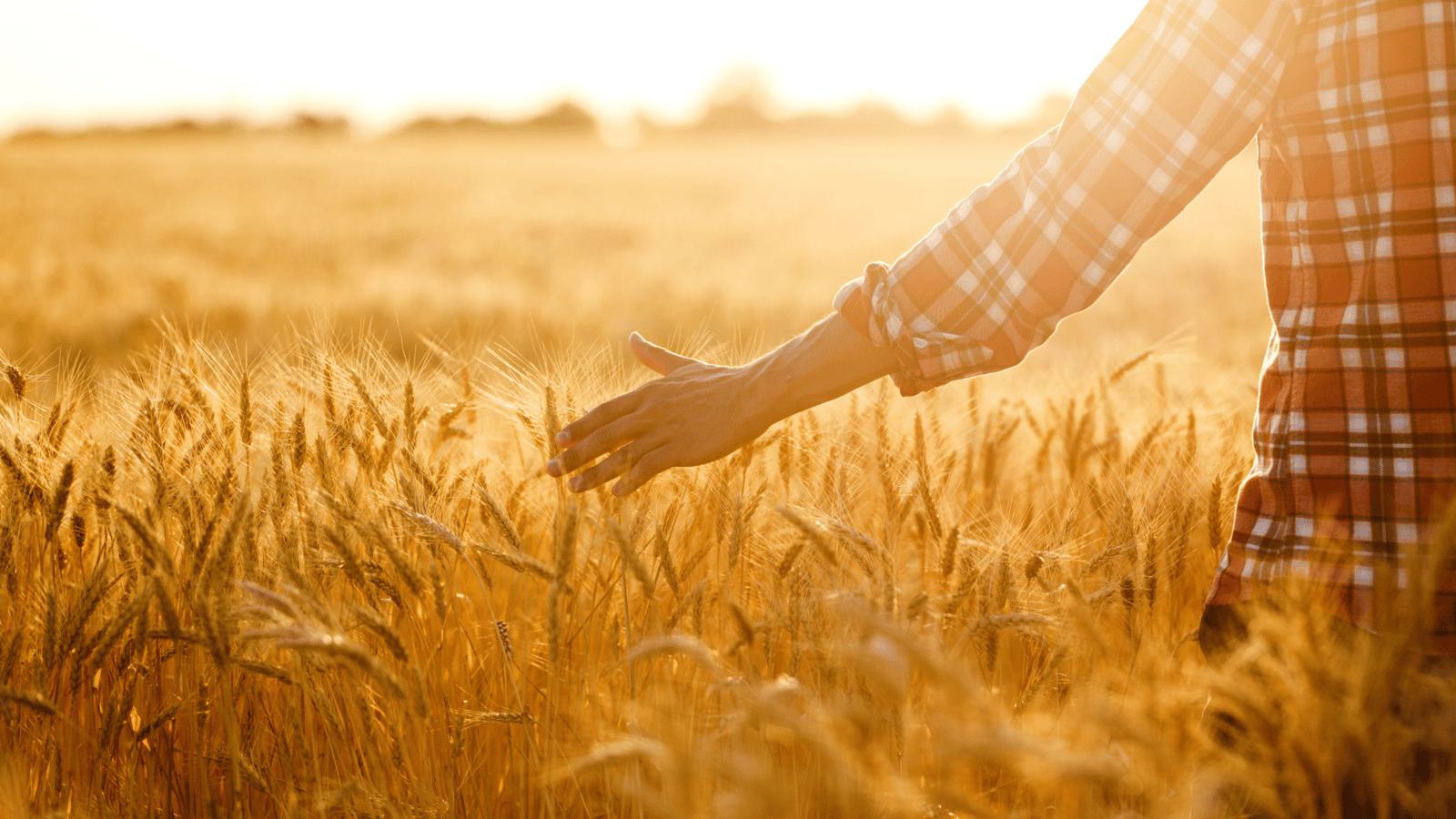 man's hand combing over wheat crop