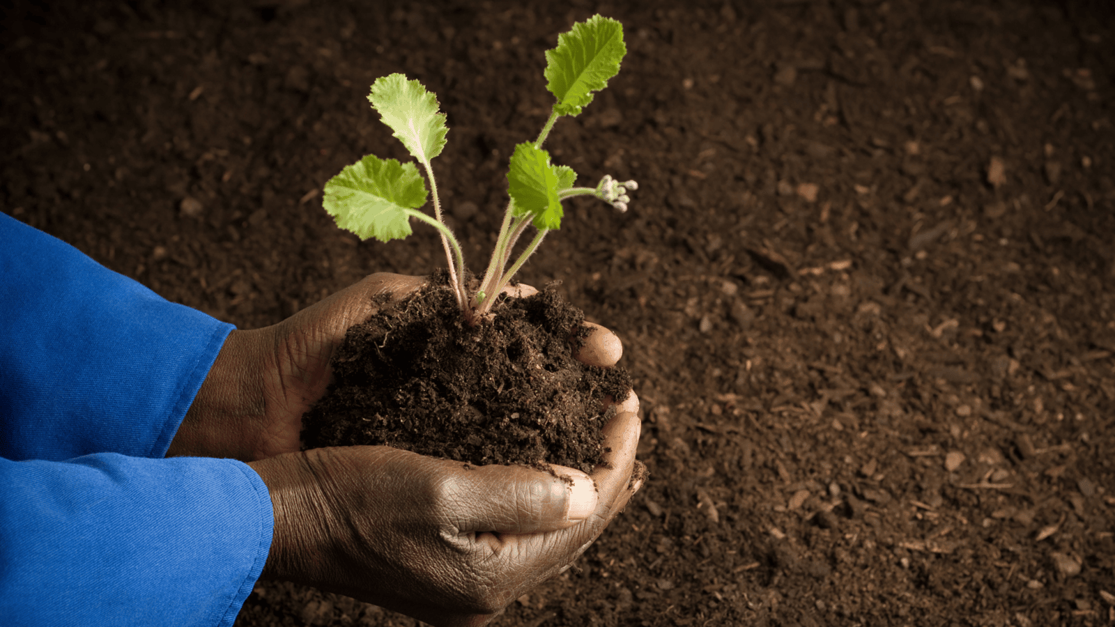 Hands holding a healthy plant over rich soil