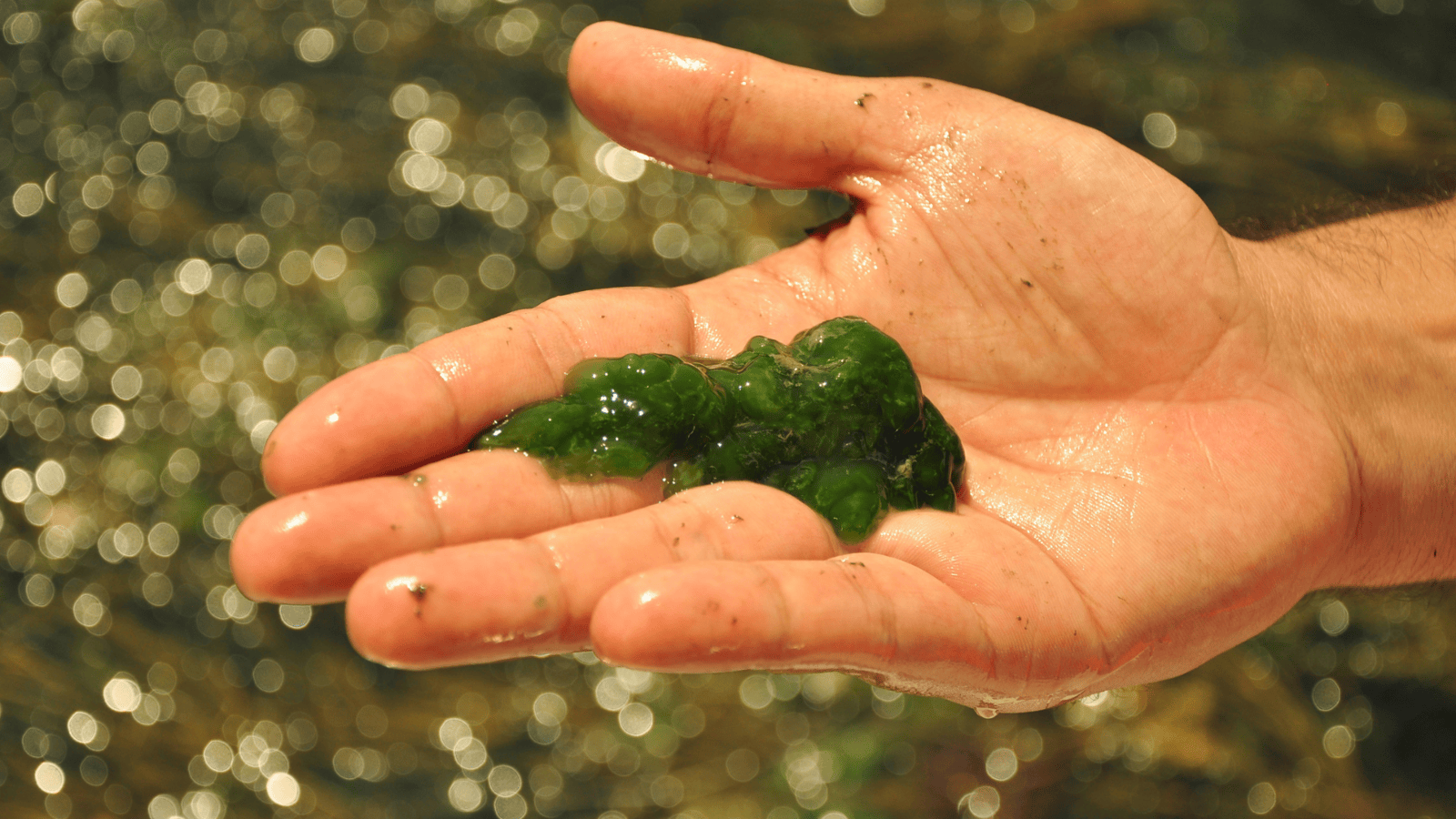 Man's hand holding a clump of algae