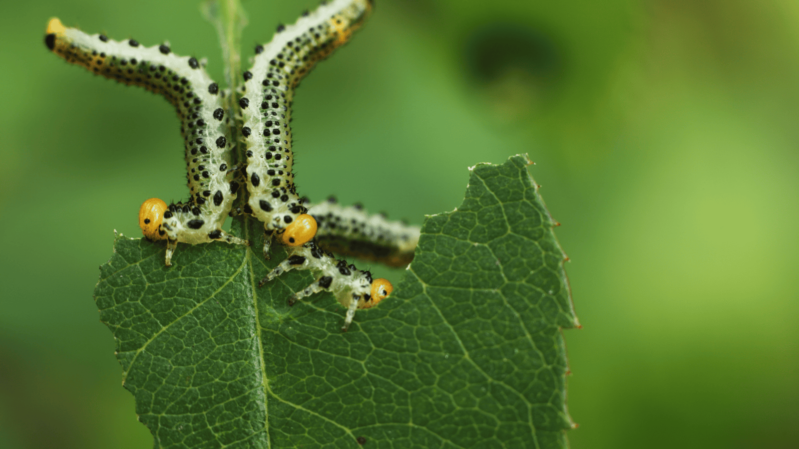 Crop caterpillar pests eating a leaf