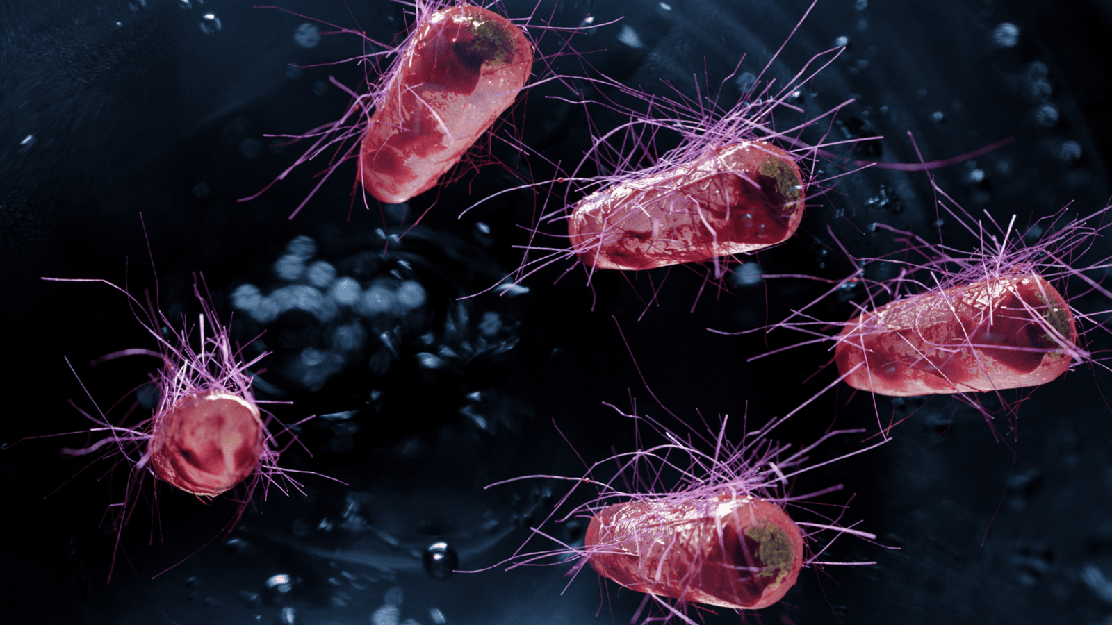 Ecoli bacteria