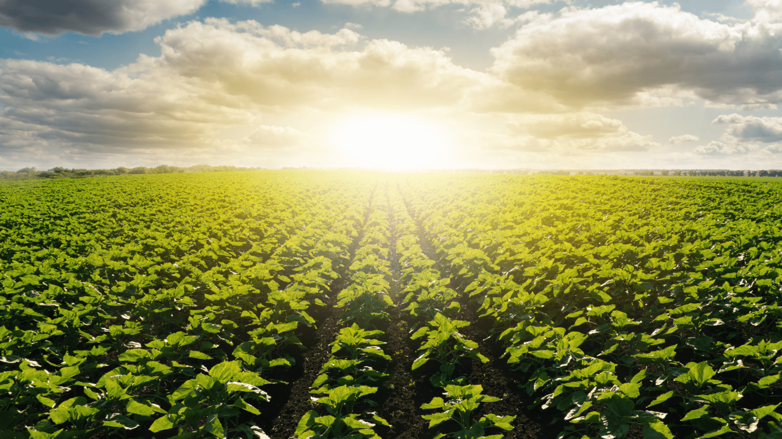 sun rising over field of healthy crops